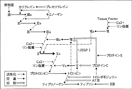 図1 血液凝固機序とその抑制機序
